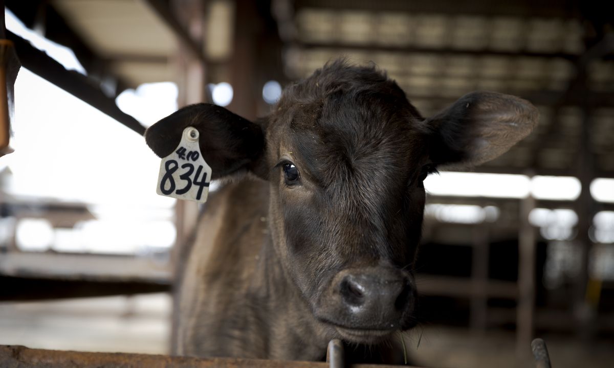 Close-up of a young calf at the fence