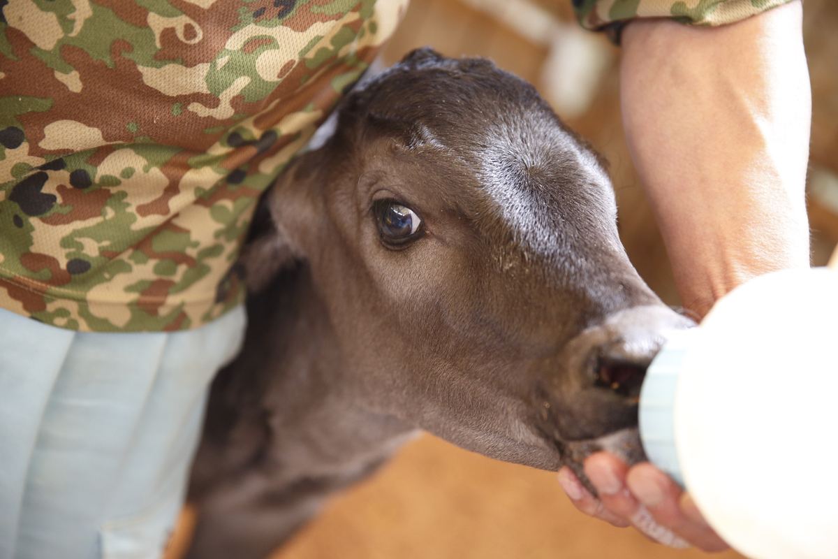 A calf bottle-fed by hand