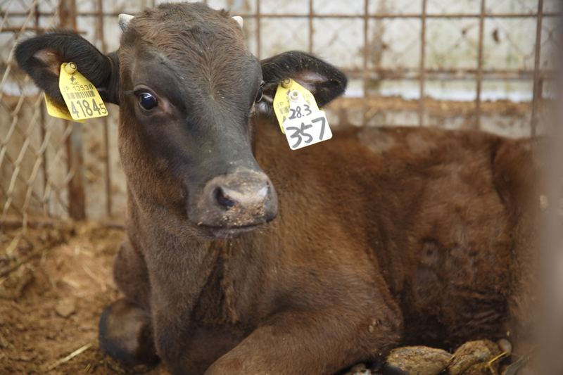Ear-tagged calf — every animal individually identified