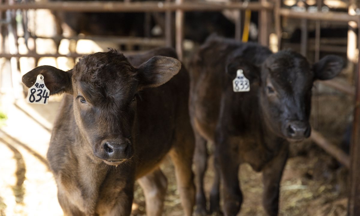 Two young ear-tagged calves