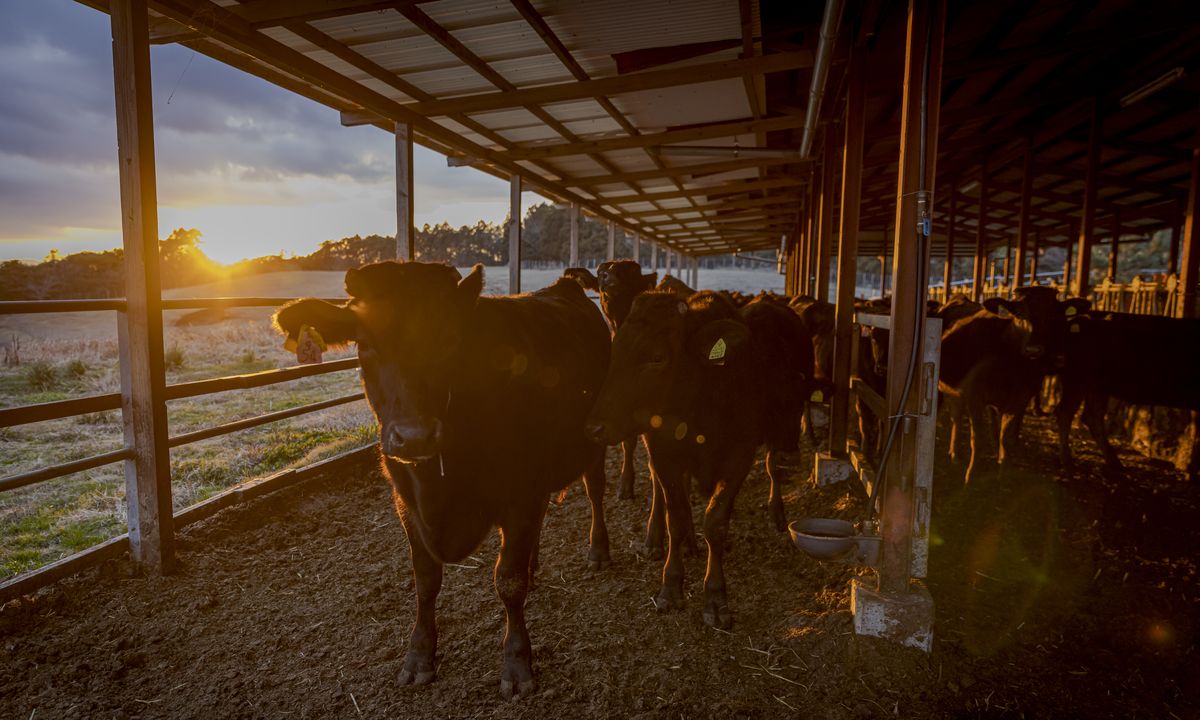 Cattle in the barn at golden hour