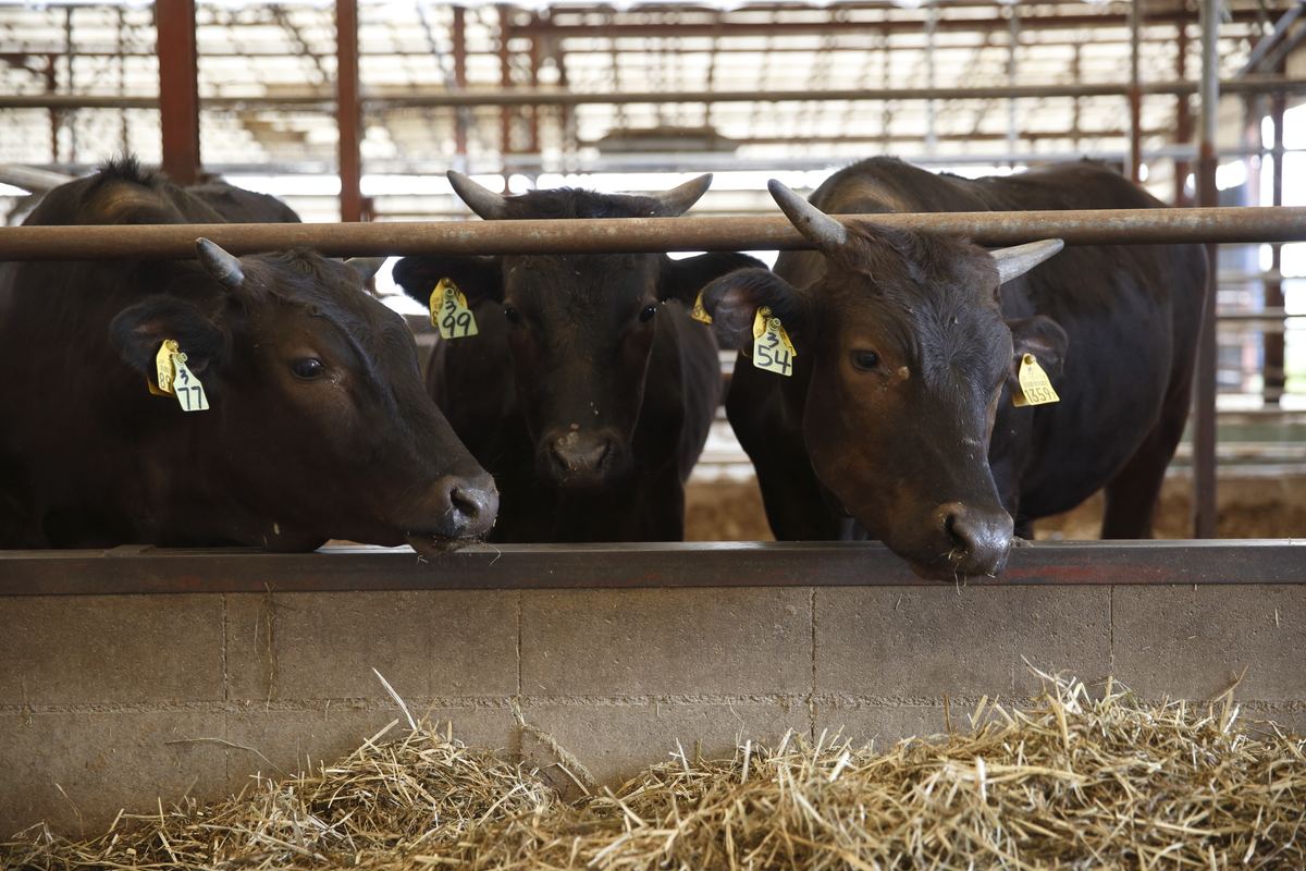 Cattle feeding side by side in the barn