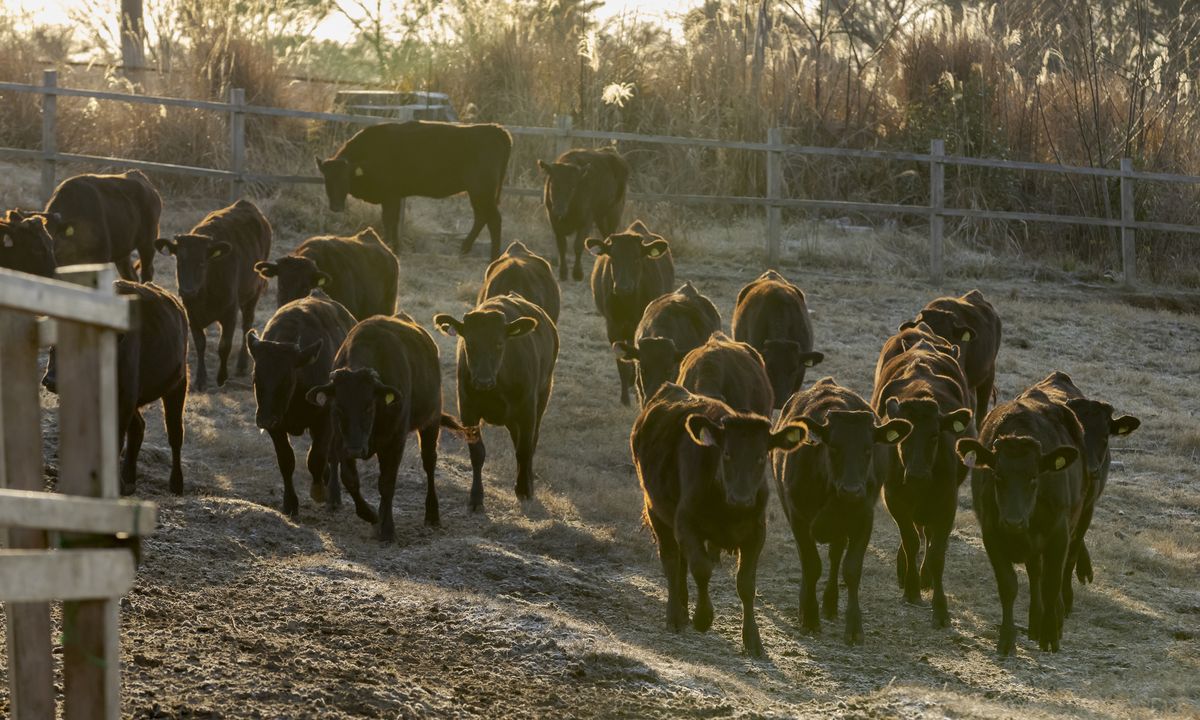 The herd walking out at dawn