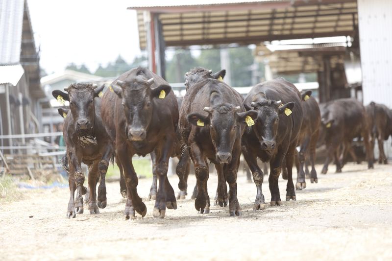 Black wagyu cattle walking out of the barn